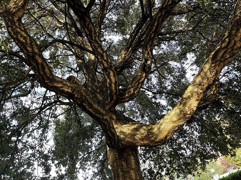 Abbattimento piante Biella Abbattimento piante Biella