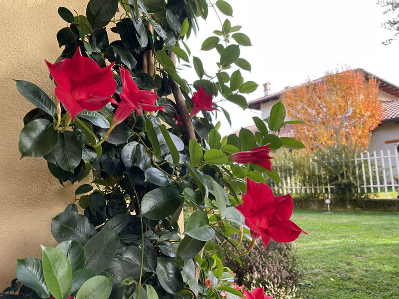 Creazione giardini Biella 3 Creazione giardini Biella 3