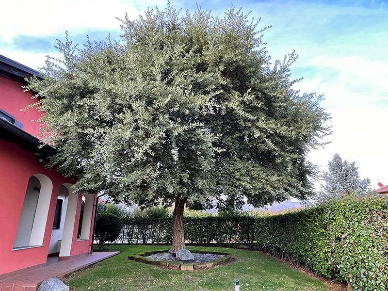 Manutenzione Giardini Biella-1 Manutenzione Giardini Biella-1